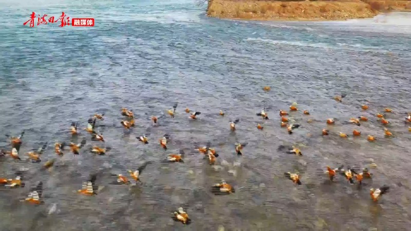 贵德:春花绽放 美不胜收_视频贵德_新闻中心_贵德县人民政府