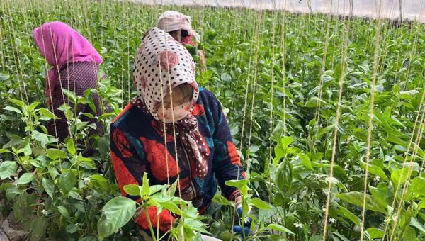 贵德：采摘辣椒保供应