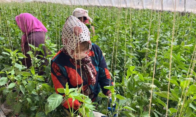 贵德：采摘辣椒保供应