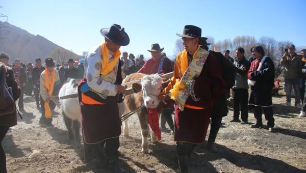 春犁破土开新局 各族同心筑华章——拉西瓦镇举办2026年传统春耕文化仪式