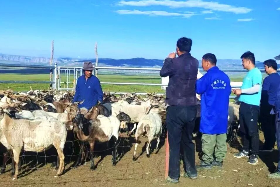 畜牧专家查看藏羊生长情况。贵德县委宣传部供图