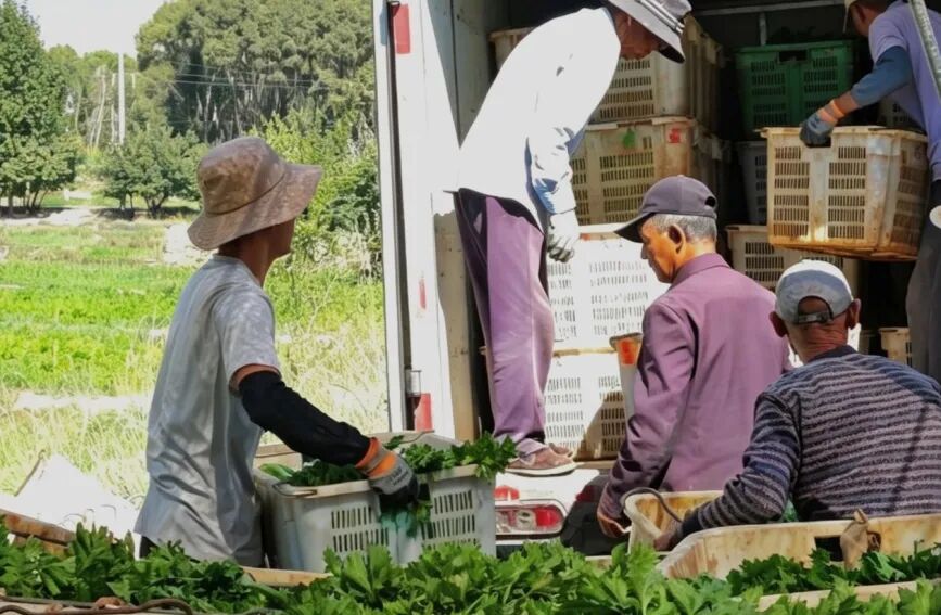 芹菜装车。贵德县委宣传部供图